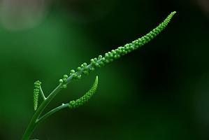 2025-06169027 Acton Arboretum, MA